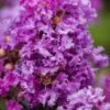 Purple Magic Crape Myrtle Tree (Multi Trunk) - 7 Gallon Pot 2 Purple Magic Crape Myrtle Tree (Multi Trunk) - 7 Gallon Pot -Plant Outlet Store Crape Myrtle Purple Magic 20 500x750 1