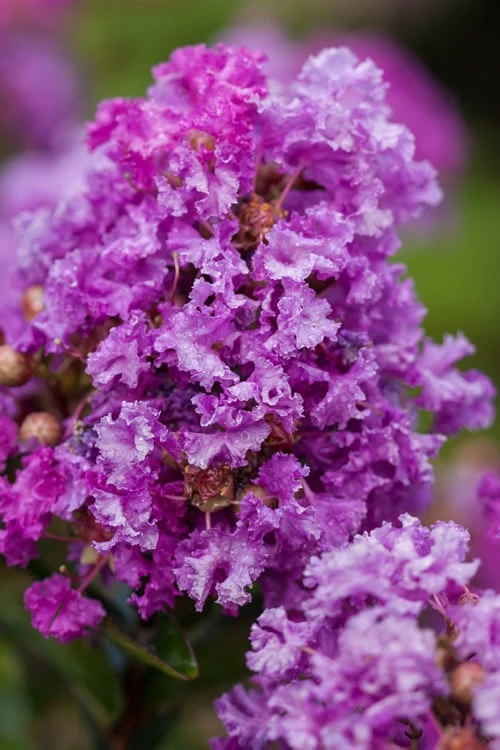 Purple Magic Crape Myrtle Tree (Multi Trunk) - 7 Gallon Pot 3 Purple Magic Crape Myrtle Tree (Multi Trunk) - 7 Gallon Pot