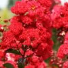 Ruffled Red Magic Crape Myrtle (Multi Trunk) - 7 Gallon Pot -Plant Outlet Store Crape Myrtle Ruffled Red Magic 500x750 1
