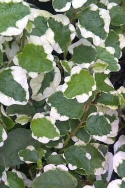 Variegated Creeping Fig - Ficus Pumila 'Variegata' - 6 Pack Of Pint Pots -Plant Outlet Store Creeping Fig Variegated Ficus Pumila Rev 500x750 1