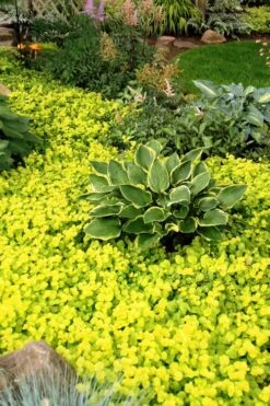 Golden Creeping Jenny - Lysimachia Nummularia Aurea - 10 Pack Of Pint Pots 10 Golden Creeping Jenny - Lysimachia Nummularia Aurea - 10 Pack Of Pint Pots -Plant Outlet Store Creeping Jenny 21