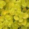 Golden Creeping Jenny - Lysimachia Nummularia Aurea - 10 Pack Of Pint Pots -Plant Outlet Store Creeping Jenny 22