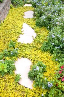 Golden Creeping Jenny - Lysimachia Nummularia Aurea - 10 Pack Of Pint Pots 11 Golden Creeping Jenny - Lysimachia Nummularia Aurea - 10 Pack Of Pint Pots -Plant Outlet Store Creeping Jenny 25