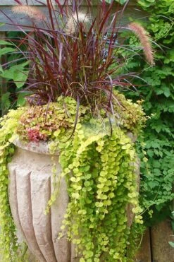 Golden Creeping Jenny - Lysimachia Nummularia Aurea - 10 Pack Of Pint Pots 12 Golden Creeping Jenny - Lysimachia Nummularia Aurea - 10 Pack Of Pint Pots -Plant Outlet Store Creeping Jenny 26