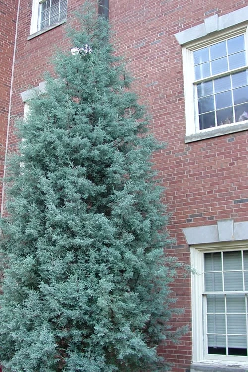 Blue Ice Arizona Cypress - 7 Gallon Pot (5-6') 9 Blue Ice Arizona Cypress - 7 Gallon Pot (5-6') - Image 7