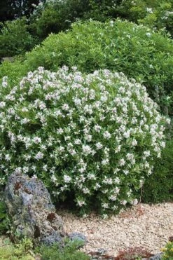 Eternal Fragrance Pink Summer Daphne - Daphne X Transatlantica 'BLAFRA' - 1 Gallon Pot -Plant Outlet Store Daphne Eternal Fragrance 5