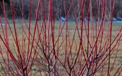 Variegated Dappled Willow Tree - Salix Integra 'Hakuro Nishiki' - 5 Gallon Pot 9 Variegated Dappled Willow Tree - Salix Integra 'Hakuro Nishiki' - 5 Gallon Pot -Plant Outlet Store Dappled Willow Tree Stems