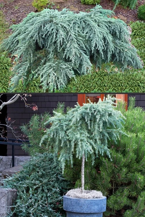 Feelin Blue Deodar Cedar (Single Trunk Tree Form) - 2 Gallon Pot 6 Feelin Blue Deodar Cedar (Single Trunk Tree Form) - 2 Gallon Pot - Image 4