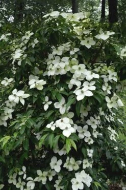 Empress Of China Dogwood - 3 Gallon Pot -Plant Outlet Store Dogwood Empress Of China 35 1