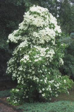 Empress Of China Dogwood - 3 Gallon Pot -Plant Outlet Store Dogwood Empress Of China 51 1