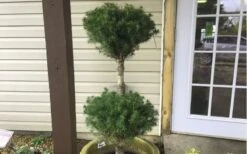 Poodle Tier Dwarf Alberta Spruce 3 Ball Topiary (3-Ball) - 3 Gallon Pot -Plant Outlet Store Dwarf Alberta Spruce Poodle Tier