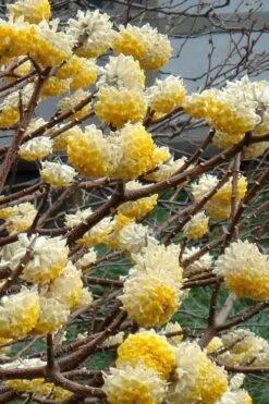 Winter Gold Edgeworthia Chrysantha - Paper Bush - 3 Gallon Pot 17 Winter Gold Edgeworthia Chrysantha - Paper Bush - 3 Gallon Pot -Plant Outlet Store Edgeworthia 4 500x700 1