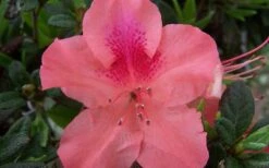 Autumn Coral Encore Azalea - 1 Gallon Pot 9 Autumn Coral Encore Azalea - 1 Gallon Pot -Plant Outlet Store Encore Azalea Autumn Coral