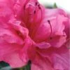 Autumn Rouge Encore Azalea - 1 Gallon Pot 1 Autumn Rouge Encore Azalea - 1 Gallon Pot -Plant Outlet Store Encore Azalea Autumn Rouge 1 500x750 1
