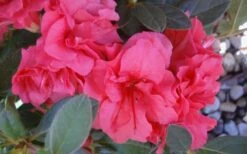 Autumn Rouge Encore Azalea - 1 Gallon Pot -Plant Outlet Store Encore Azalea Autumn Rouge 5