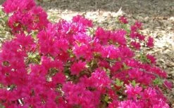 Autumn Sundance Encore Azalea - 3 Gallon Pot 10 Autumn Sundance Encore Azalea - 3 Gallon Pot -Plant Outlet Store Encore Azalea Autumn Sundance 50