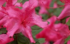 Autumn Sundance Encore Azalea - 3 Gallon Pot 11 Autumn Sundance Encore Azalea - 3 Gallon Pot -Plant Outlet Store Encore Azalea Autumn Sundance 51