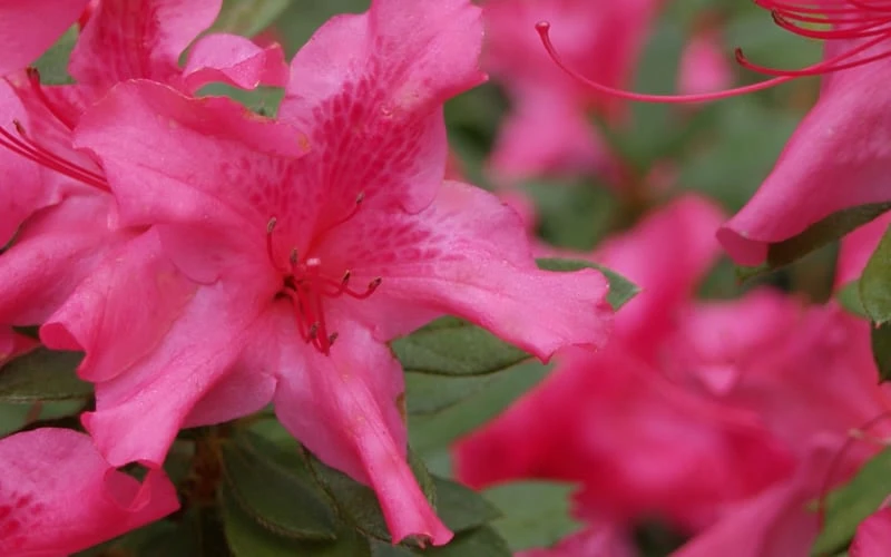 Autumn Sundance Encore Azalea - 3 Gallon Pot 7 Autumn Sundance Encore Azalea - 3 Gallon Pot - Image 5