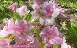 Autumn Sweetheart Encore Azalea - 1 Gallon Pot 9 Autumn Sweetheart Encore Azalea - 1 Gallon Pot -Plant Outlet Store Encore Azalea Autumn Sweetheart 51