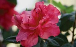 Autumn Rouge Encore Azalea - 1 Gallon Pot -Plant Outlet Store Encore Azalea Autumn20Rouge