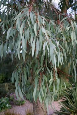 Angus Cold Hardy Eucalyptus Tree (Eucalyptus Nicholii) - 1 Gallon Pot -Plant Outlet Store Eucalyptus Angus 15 2