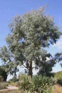 Angus Cold Hardy Eucalyptus Tree (Eucalyptus Nicholii) - Quart Pot -Plant Outlet Store Eucalyptus Angus 16 1