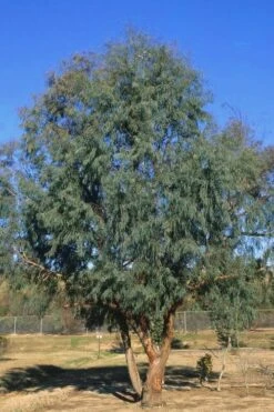 Angus Cold Hardy Eucalyptus Tree (Eucalyptus Nicholii) - 1 Gallon Pot -Plant Outlet Store Eucalyptus Angus 17 2