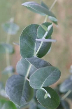 Big O Cold Hardy Eucalyptus Tree (Eucalyptus Neglecta) - 3 Quart Pot -Plant Outlet Store Eucalyptus Big O 3 500x750 2