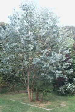 Big O Cold Hardy Eucalyptus Tree (Eucalyptus Neglecta) - 2 Gallon Pot -Plant Outlet Store Eucalyptus Big O 5 500x750 3