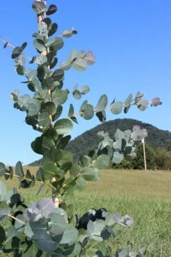 Big O Cold Hardy Eucalyptus Tree (Eucalyptus Neglecta) - 1 Gallon Pot -Plant Outlet Store Eucalyptus Big O Cold 2 500x750 5