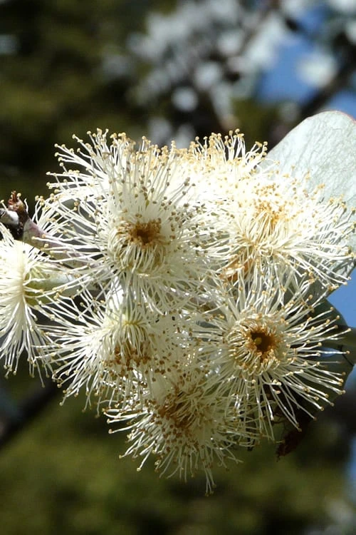 Bluey Cold Hardy Eucalyptus Tree (Eucalyptus Pulverulenta) - 1 Gallon Pot 10 Bluey Cold Hardy Eucalyptus Tree (Eucalyptus Pulverulenta) - 1 Gallon Pot - Image 8