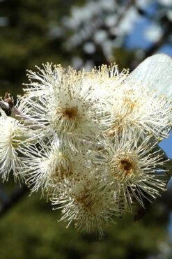 Bluey Cold Hardy Eucalyptus Tree (Eucalyptus Pulverulenta) - 5 Gallon Pot 18 Bluey Cold Hardy Eucalyptus Tree (Eucalyptus Pulverulenta) - 5 Gallon Pot -Plant Outlet Store Eucalyptus Bluey 6 3