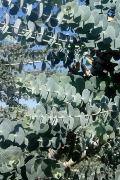 Bluey Cold Hardy Eucalyptus Tree (Eucalyptus Pulverulenta) - 5 Gallon Pot 15 Bluey Cold Hardy Eucalyptus Tree (Eucalyptus Pulverulenta) - 5 Gallon Pot -Plant Outlet Store Eucalyptus Bluey 8 3