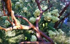 Funky Monkey Cold Hardy Eucalyptus Tree (Eucalyptus Parvula) - 5 Gallon Pot 12 Funky Monkey Cold Hardy Eucalyptus Tree (Eucalyptus Parvula) - 5 Gallon Pot -Plant Outlet Store Eucalyptus Funky Monkey Branches 4