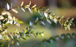 Funky Monkey Cold Hardy Eucalyptus Tree (Eucalyptus Parvula) - 2 Gallon Pot -Plant Outlet Store Eucalyptus Funky Monkey Leaves 3