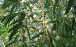 Funky Monkey Cold Hardy Eucalyptus Tree (Eucalyptus Parvula) - 5 Gallon Pot 11 Funky Monkey Cold Hardy Eucalyptus Tree (Eucalyptus Parvula) - 5 Gallon Pot -Plant Outlet Store Eucalyptus Funky Monkey Leaves Mature 4