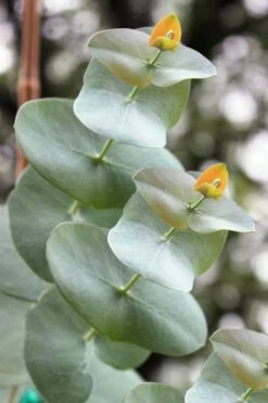 Luna Cold Hardy Eucalyptus Tree (Eucalyptus Perriniana) - 1 Gallon Pot -Plant Outlet Store Eucalyptus Luna 1