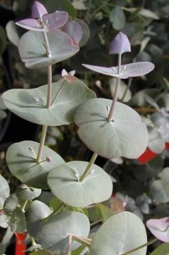 Luna Cold Hardy Eucalyptus Tree (Eucalyptus Perriniana) - 2 Gallon Pot -Plant Outlet Store Eucalyptus Luna 13 2