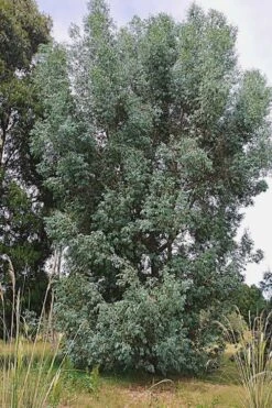 Luna Cold Hardy Eucalyptus Tree (Eucalyptus Perriniana) - 2 Gallon Pot -Plant Outlet Store Eucalyptus Luna 5 2