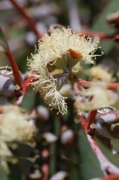 Luna Cold Hardy Eucalyptus Tree (Eucalyptus Perriniana) - Quart Pot 12 Luna Cold Hardy Eucalyptus Tree (Eucalyptus Perriniana) - Quart Pot -Plant Outlet Store Eucalyptus Luna 6 1