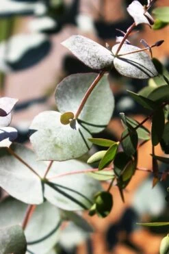 Maggie Cold Hardy Eucalyptus Tree (Eucalyptus Nova Anglica) - 1 Gallon Pot 13 Maggie Cold Hardy Eucalyptus Tree (Eucalyptus Nova Anglica) - 1 Gallon Pot -Plant Outlet Store Eucalyptus Maggie 10