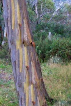 Sheila Cold Hardy Eucalyptus Tree (Eucalyptus Stellulata) - Quart Pot 18 Sheila Cold Hardy Eucalyptus Tree (Eucalyptus Stellulata) - Quart Pot -Plant Outlet Store Eucalyptus Sheila 10