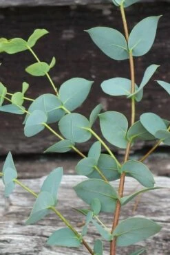 Sheila Cold Hardy Eucalyptus Tree (Eucalyptus Stellulata) - 1 Gallon Pot -Plant Outlet Store Eucalyptus Sheila 2 2