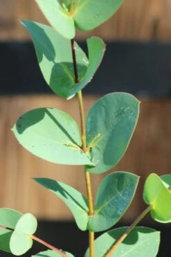 Sheila Cold Hardy Eucalyptus Tree (Eucalyptus Stellulata) - Quart Pot 19 Sheila Cold Hardy Eucalyptus Tree (Eucalyptus Stellulata) - Quart Pot -Plant Outlet Store Eucalyptus Sheila 3