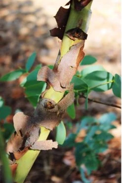 Sheila Cold Hardy Eucalyptus Tree (Eucalyptus Stellulata) - Quart Pot 22 Sheila Cold Hardy Eucalyptus Tree (Eucalyptus Stellulata) - Quart Pot -Plant Outlet Store Eucalyptus Sheila 9