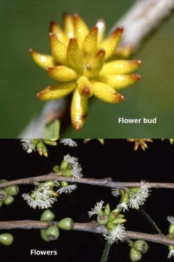 Skinny Minny Hardy Eucalyptus Tree (Eucalyptus Moorei) - Quart Pot 8 Skinny Minny Hardy Eucalyptus Tree (Eucalyptus Moorei) - Quart Pot -Plant Outlet Store Eucalyptus Skinny Minny 1