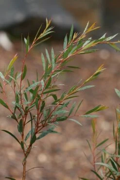 Skinny Minny Hardy Eucalyptus Tree (Eucalyptus Moorei) - Quart Pot 9 Skinny Minny Hardy Eucalyptus Tree (Eucalyptus Moorei) - Quart Pot -Plant Outlet Store Eucalyptus Skinny Minny 2