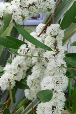 Snow Day Cold Hardy Eucalyptus Tree (Eucalyptus Gregsoniana) - 3 Gallon Pot -Plant Outlet Store Eucalyptus Snow Day 5 1