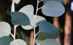 Mappa Tassie Cold Hardy Eucalyptus Tree (Eucalyptus Pauciflora) - 2 Gallon Pot -Plant Outlet Store Eucalyptus Tree Mappa Tassie Pauciflora Snow Gum