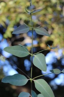 Grace Cold Hardy Eucalyptus Tree (Eucalyptus Elliptica) - 1 Gallon Pot -Plant Outlet Store Eucalytptus Grace BS
